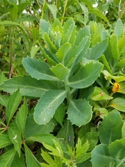 Hylotelephium maximum × spectabile