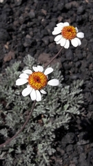 Anthemis aetnensis