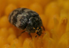 Attagenus trifasciatus