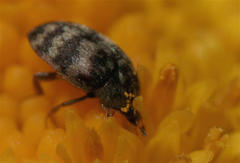 Attagenus trifasciatus