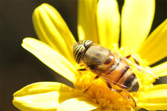 Eristalinus taeniops
