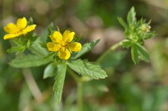 Potentilla asiatica