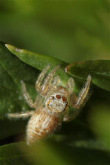 Salticidae