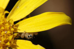 Salticidae