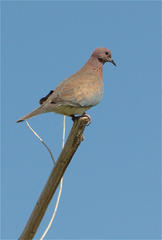 Streptopelia senegalensis