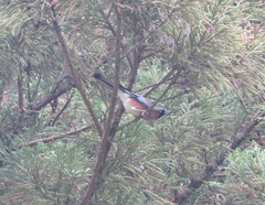 Garrulus glandarius japonicus
