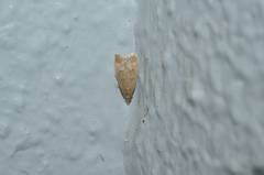 Autosticha modicella