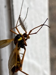 Ctenophora ornata