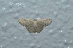 Idaea imbecilla