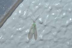 Pseudomallada cognatellus