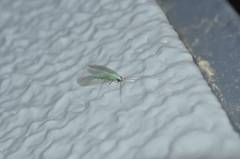 Pseudomallada cognatellus