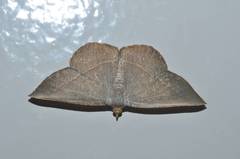 Plesiomorpha flaviceps