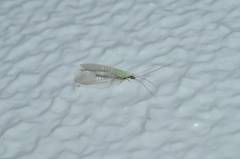 Pseudomallada cognatellus