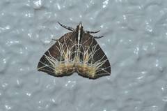 Evecliptopera illitata