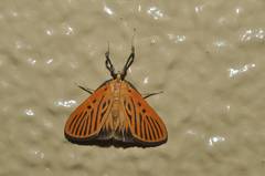 Tyspanodes striatus