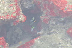 Abudefduf vaigiensis