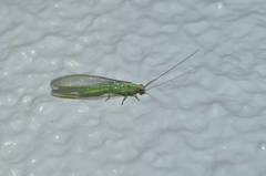 Chrysoperla furcifera