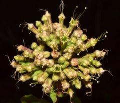 Salpianthus arenarius