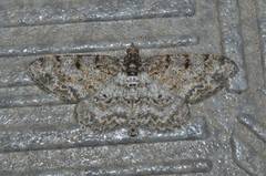 Protoboarmia faustinata