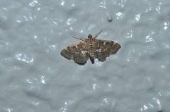 Piletocera sodalis