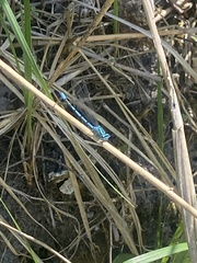 Enallagma cyathigerum