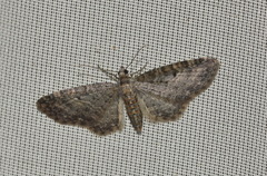 Eupithecia inturbata