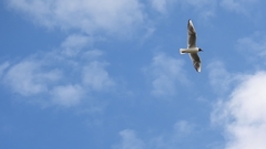 Chroicocephalus ridibundus