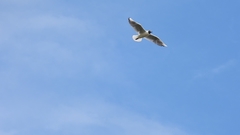 Chroicocephalus ridibundus