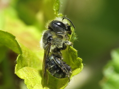 Osmia latreillei