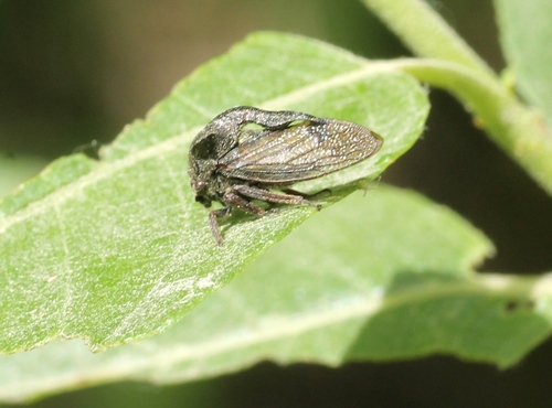 Paprastoji Kuprotoji Cikada nuotrauka