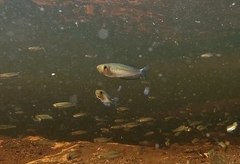 Rhadinocentrus ornatus