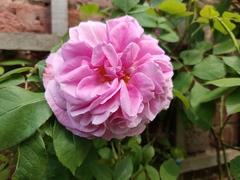 Rosa