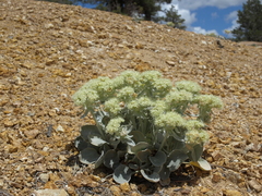 Eriogonum robustum
