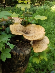 Cerioporus squamosus