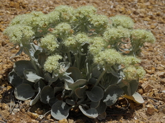 Eriogonum robustum