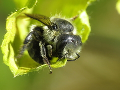 Osmia latreillei