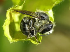 Osmia latreillei
