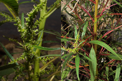 Amaranthus cannabinus