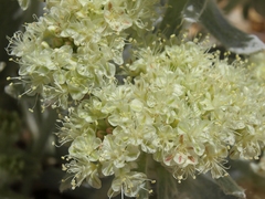 Eriogonum robustum