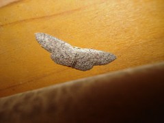 Cyclophora pendularia