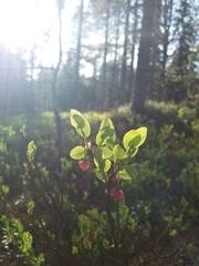 Vaccinium myrtillus