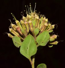 Salpianthus arenarius