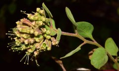 Salpianthus arenarius