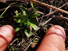 Moraea galaxia