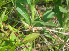 Epelis truncataria