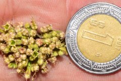 Salpianthus arenarius