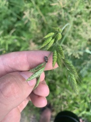 Neottiglossa tumidifrons