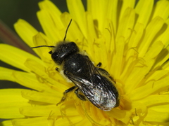 Osmia latreillei