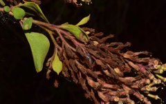 Salpianthus arenarius