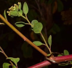 Salpianthus arenarius